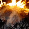 Hasnd forged wrought iron sunflower in fire
